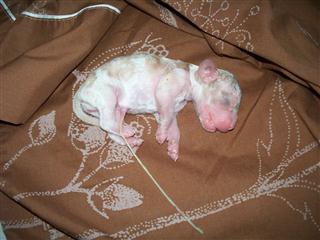 little